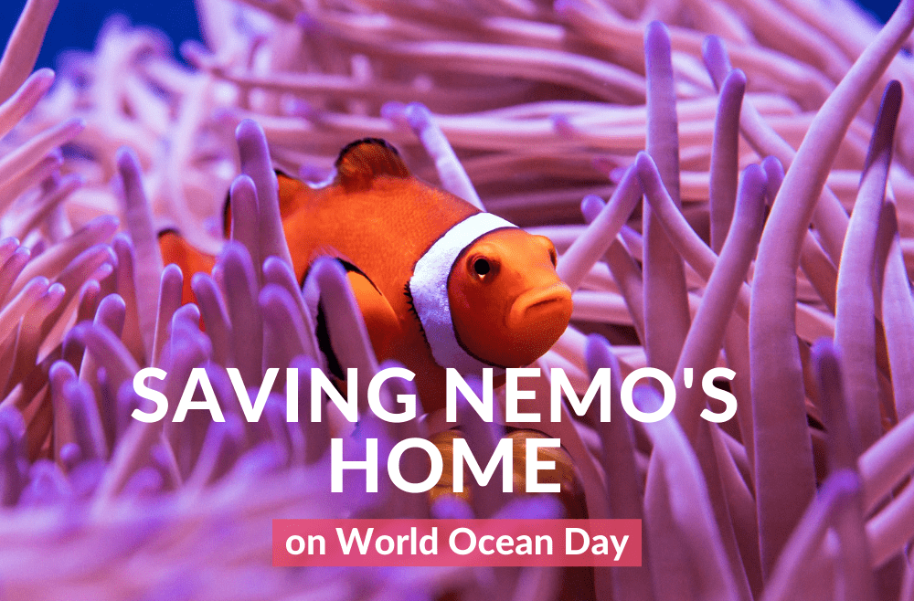 image of clown fish cover photo