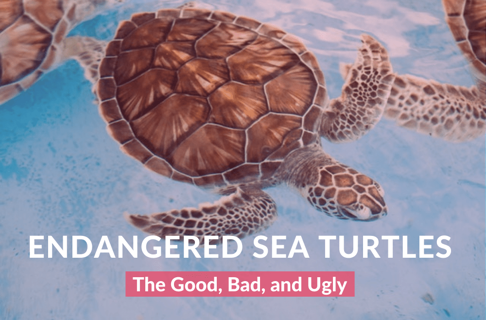 Blog cover photo with turtle on it